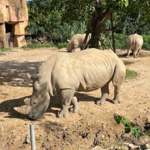 Tê giác tại Vinpearl Nha Trang