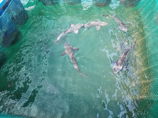 nha hang lang chai nha trang 2